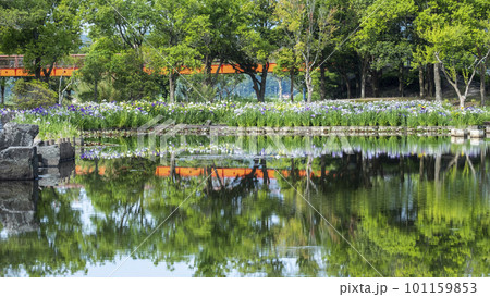公園の水辺に咲く花ショウブ 101159853