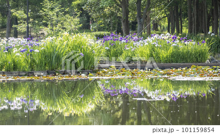 公園の水辺に咲く花ショウブ 101159854