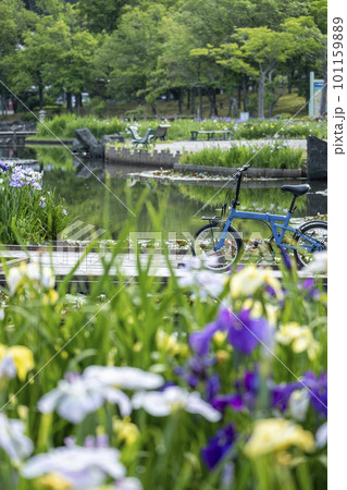 公園の水辺に咲く花ショウブ 公園の水辺に咲く花ショウブ 101159889