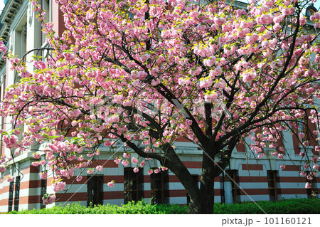 名古屋市市政資料館の桜 名古屋市市政資料館の桜 101160121