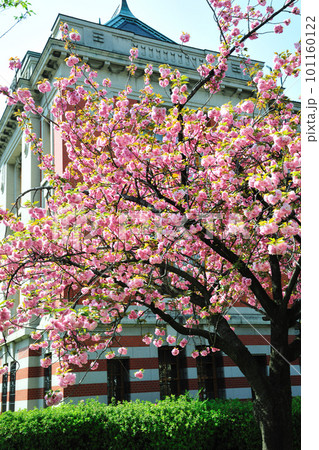 名古屋市市政資料館の桜 101160122