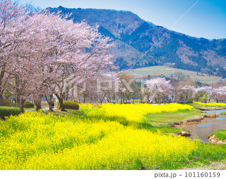 新潟市　上堰潟公園の菜の花と満開の桜 101160159