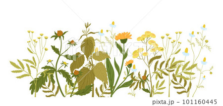 Linear flower arrangement, wild forbs in flat style. Nettle, calendula, chamomile, tansy, bidens. Linear flower arrangement, wild forbs in flat style. Nettle, calendula, chamomile, tansy, bidens. 101160445