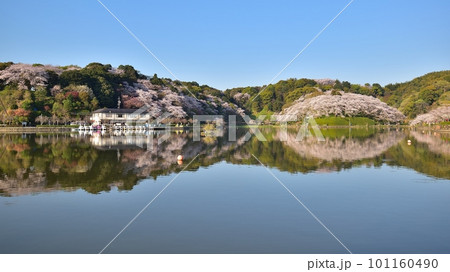 桜咲く蓮華寺池公園（藤枝市）230401am6:46-2 101160490