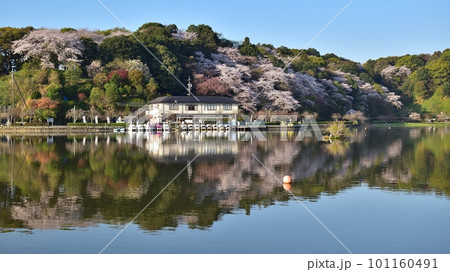 桜咲く蓮華寺池公園(藤枝市)230401am6:41 桜咲く蓮華寺池公園(藤枝市)230401am6:41 101160491