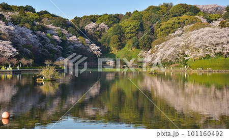 桜咲く蓮華寺池公園（藤枝市）230401am6:41-2 101160492