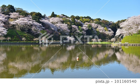 桜咲く蓮華寺池公園（藤枝市）230401am7:43 101160540