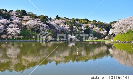 桜咲く蓮華寺池公園（藤枝市）230401am7:43-2 101160541