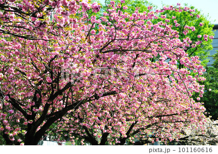 名古屋市市政資料館の桜 名古屋市市政資料館の桜 101160616