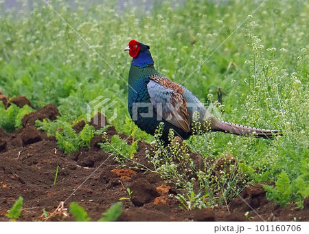 野鳥（きじ） 101160706