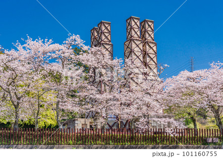 （静岡県）桜満開の韮山反射炉 101160755