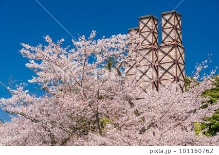 （静岡県）桜満開の韮山反射炉 101160762