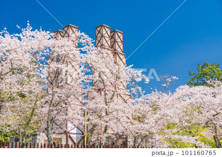 （静岡県）桜満開の韮山反射炉 101160765