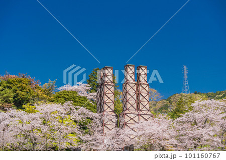 （静岡県）桜満開の韮山反射炉 101160767