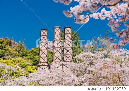 （静岡県）桜満開の韮山反射炉 101160770