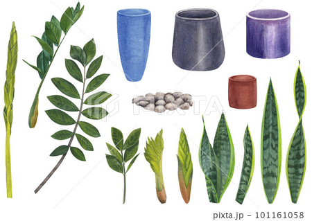 Watercolor ceramic flower pots, stones, leaves, stems and shoots of zamiokulkas and sansevieria 101161058