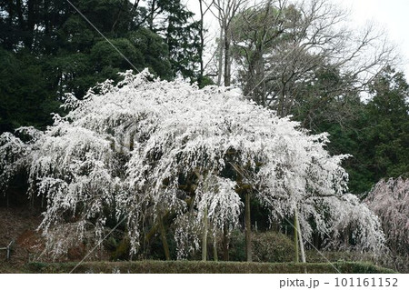 満開のしだれ桜(岡崎市 奥山田のしだれ桜) 101161152