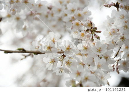 満開のしだれ桜(岡崎市 奥山田のしだれ桜) 満開のしだれ桜(岡崎市 奥山田のしだれ桜) 101161221