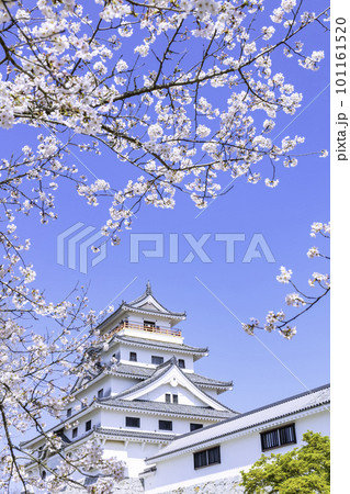 桜が見ごろの美しい唐津城（佐賀県唐津市） 101161520