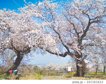 新潟市　上堰潟公園の夫婦桜 101161622