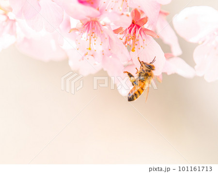 春の景色 満開の河津桜の蜜を求めて来たかわいいミツバチ 春の景色 満開の河津桜の蜜を求めて来たかわいいミツバチ 101161713