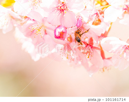 春の景色　満開の河津桜の蜜を求めて来たかわいいミツバチ 101161714