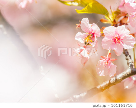 春の景色 満開の河津桜の蜜を求めて来たかわいいミツバチ 春の景色 満開の河津桜の蜜を求めて来たかわいいミツバチ 101161716