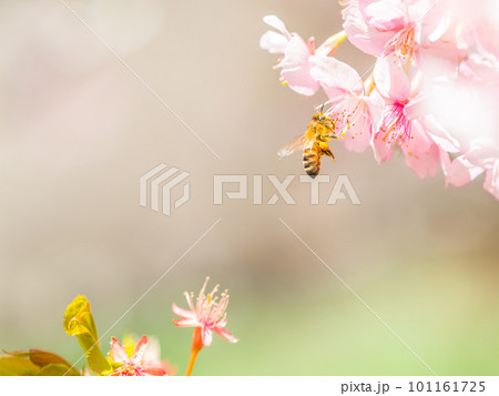 春の景色　満開の河津桜の蜜を求めて来たかわいいミツバチ 101161725