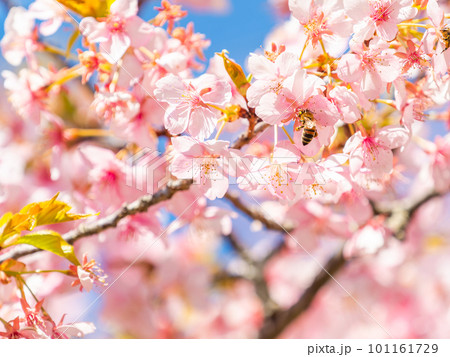 春の景色 満開の河津桜の蜜を求めて来たかわいいミツバチ 春の景色 満開の河津桜の蜜を求めて来たかわいいミツバチ 101161729