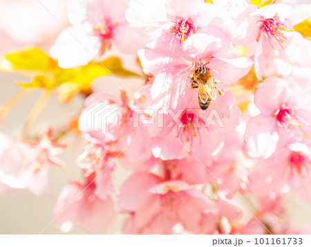 春の景色 満開の河津桜の蜜を求めて来たかわいいミツバチ 春の景色 満開の河津桜の蜜を求めて来たかわいいミツバチ 101161733