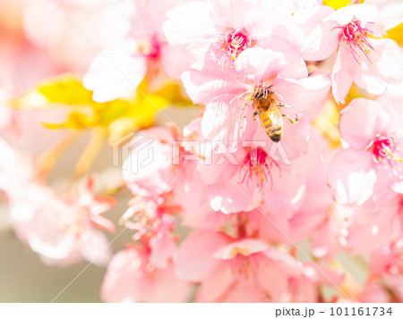 春の景色 満開の河津桜の蜜を求めて来たかわいいミツバチ 春の景色 満開の河津桜の蜜を求めて来たかわいいミツバチ 101161734