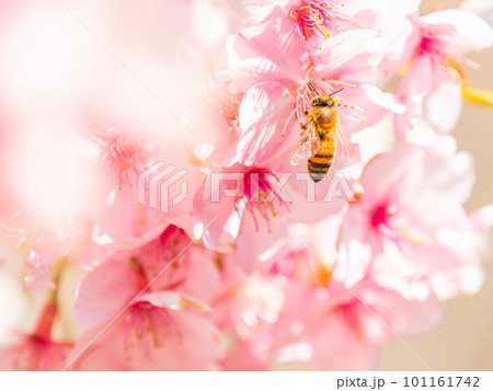春の景色　満開の河津桜の蜜を求めて来たかわいいミツバチ 101161742