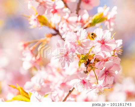 春の景色　満開の河津桜の蜜を求めて来たかわいいミツバチ 101161743