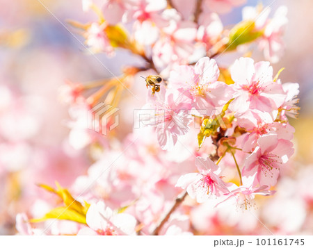 春の景色　満開の河津桜の蜜を求めて来たかわいいミツバチ 101161745