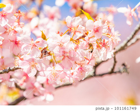 春の景色　満開の河津桜の蜜を求めて来たかわいいミツバチ 101161749