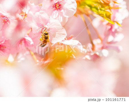 春の景色　満開の河津桜の蜜を求めて来たかわいいミツバチ 101161771