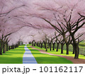 満開の桜並木が美しい小道(AI生成画像) 101162117