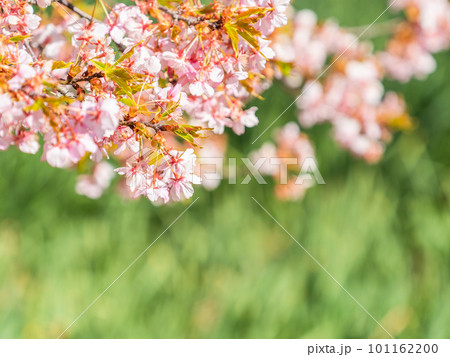 春の訪れを告げる満開の河津桜 101162200