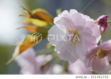 大島桜 101162238