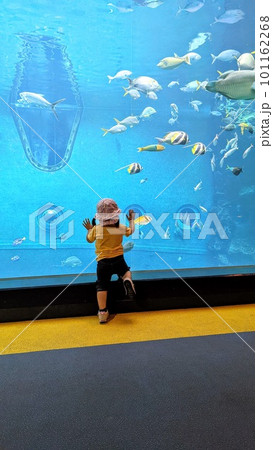 水族館の水槽で魚を眺める子供 水族館の水槽で魚を眺める子供 101162268