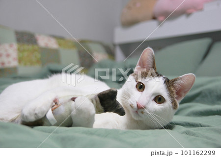 Indoor life of a cute cat Indoor life of a cute cat 101162299