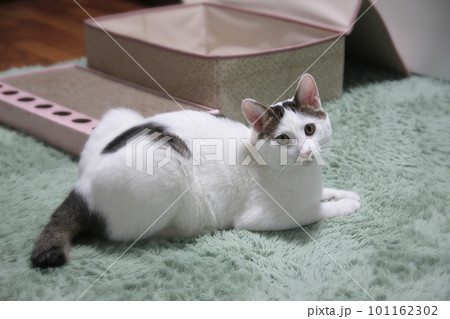 Indoor life of a cute cat Indoor life of a cute cat 101162302