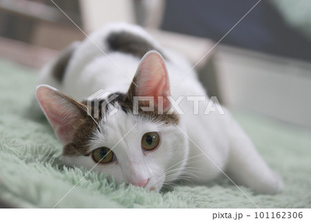 Indoor life of a cute cat Indoor life of a cute cat 101162306