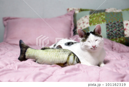 Indoor life of a cute cat Indoor life of a cute cat 101162319