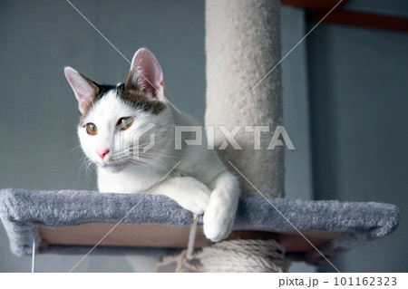 Indoor life of a cute cat 101162323