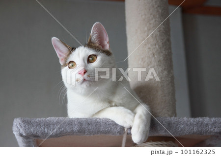 Indoor life of a cute cat 101162325