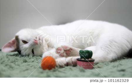 Indoor life of a cute cat 101162329