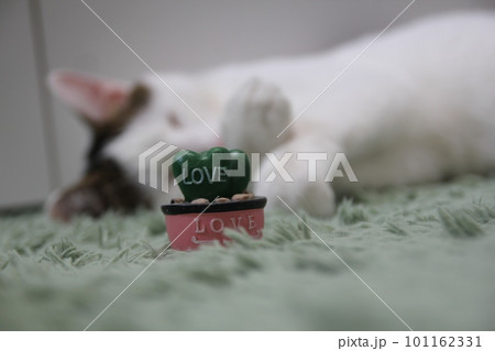 Indoor life of a cute cat 101162331