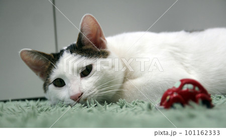 Indoor life of a cute cat 101162333