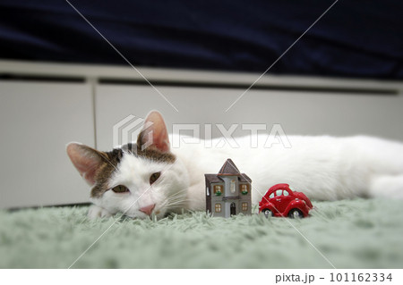 Indoor life of a cute cat Indoor life of a cute cat 101162334